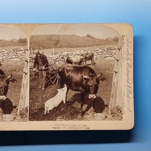 Victorian farming humour - farming,