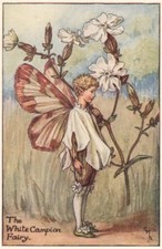 White Campion Fairy by Cicely Mary Barker. Summer Flower Fairies c1935 print