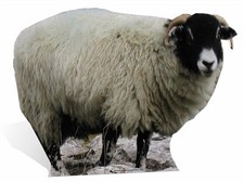 Sheep lifesize cardboard - sheep,