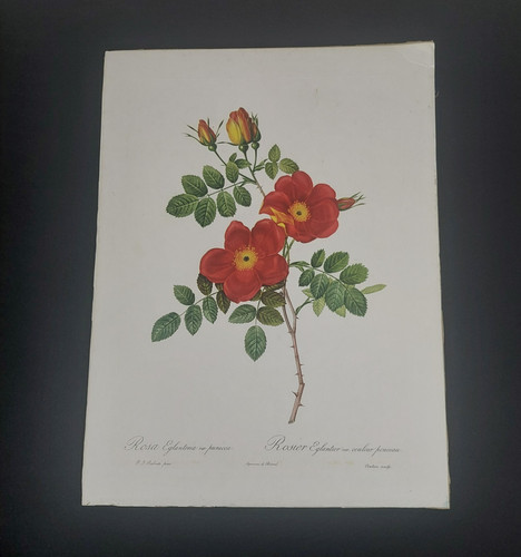 Pierre joseph redoute - pierre-joseph, redoute,