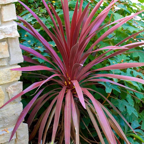 Cordyline australis red star - australis,