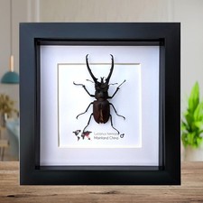 Framed lucanus hermani stag