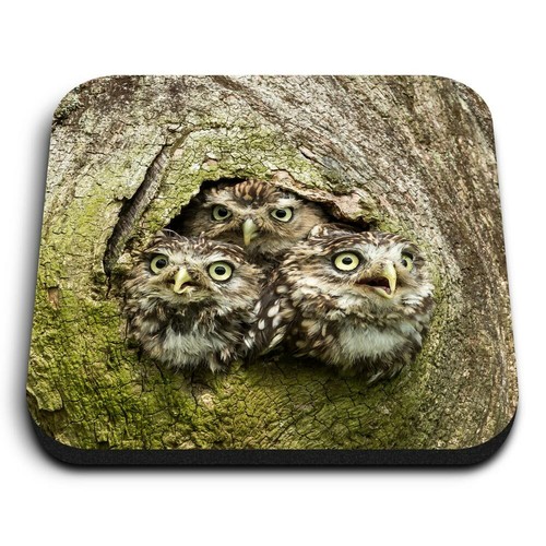 Square mdf magnets - -, owl