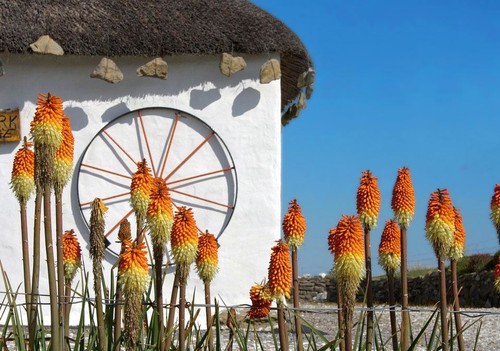 Red hot poker - 1, 10