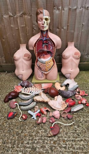 Rare vintage anatomical somso - rare,