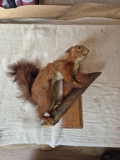 Old Taxidermy Red Squirrel
