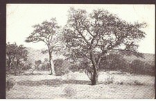 Postcard of a German South West scene from the Kuibis area