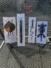 An Assortment of dried Specimens for framing, domes and other artwork.