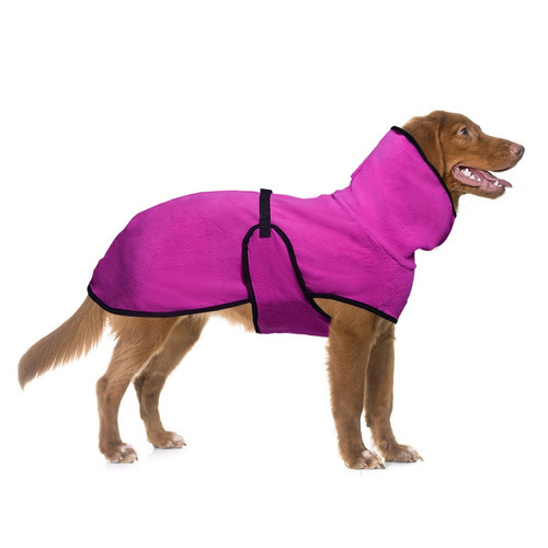 Dog pet whippet - dog,