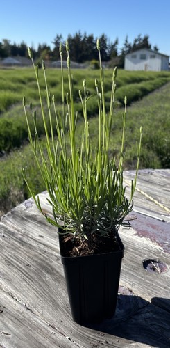 Live grosso lavender plant - live,