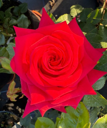 National trust hybrid tea - hybrid,