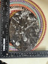 Goniatite And Orthoceras Polished Slice Devonian Morocco Uk Sellers #8