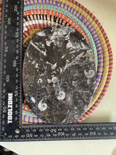 Goniatite and orthoceras - and,