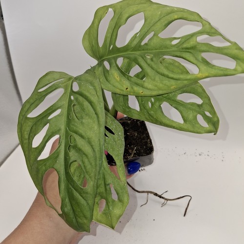 Monstera adansonii monkey - monstera, mask