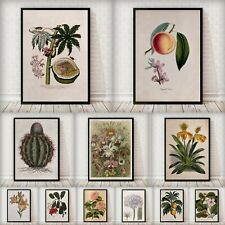 Retro Vintage Botanical Flower Fruit Prints Poster Home Wall Art Decor