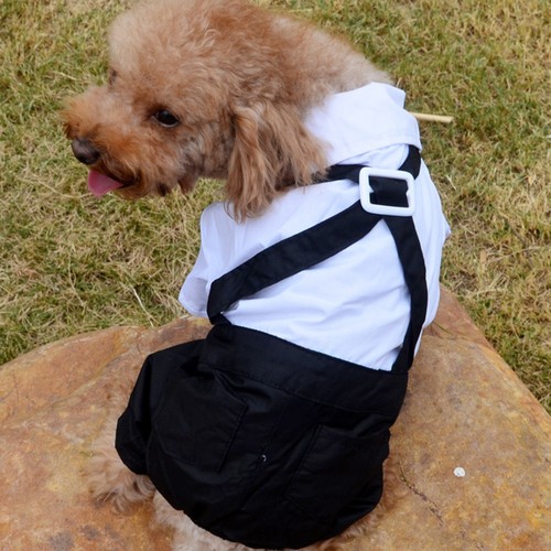 Pet formal wear fashion - pet,