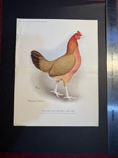 Original Poultry  World Supplement featuring Game Fowl hen 