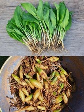 15x  Wild Garlic bulbs, Fresh