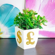 1 Jade Plant Friendship Money
