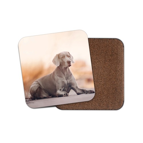 Magnificent weimaraner dog - magnificent,