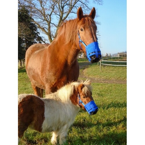 The ultimate horse grazing - grazing, /