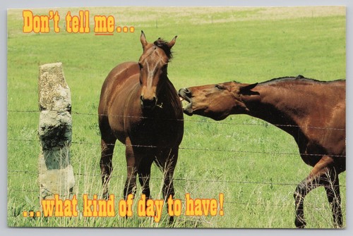 Humorous funny horses postcard - humorous,