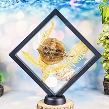 Stingray fish starfish