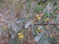 Acacia baileyana Purpurea
