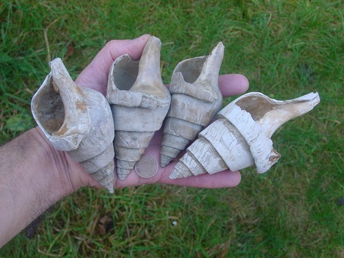 Large eocene clavilithes - 4,