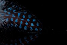 Guinea Fowl Hackles - 7 variations  - Top Quality A.Jensen 