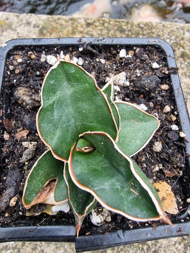 Sansevieria samurai - , /