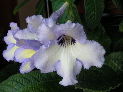 Streptocarpus choose from - from, 24