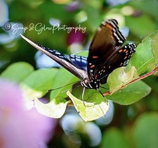 24x36 Butterfly Canvas Prints