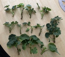 Geranium plants/ Bundle 12 Plants