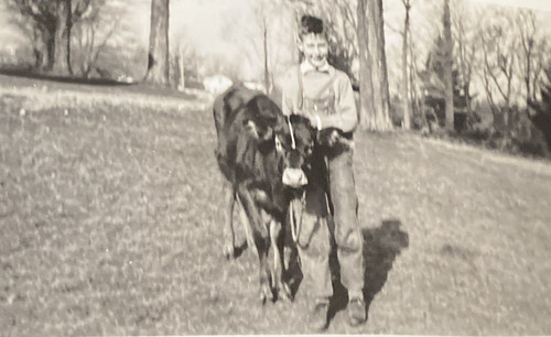 1936 young farmer boy - 1936, cow