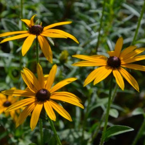 Rudbeckia plug plants garden