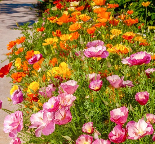 1100x california double poppy - double,