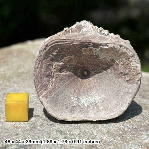Kansas chalk fossil - , fish