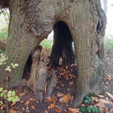 Photo 6x4 the hollow - 6x4,