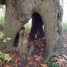 Photo 6x4 The hollow trunk of an old oak tree near Copperas Wood Wrabness c2015