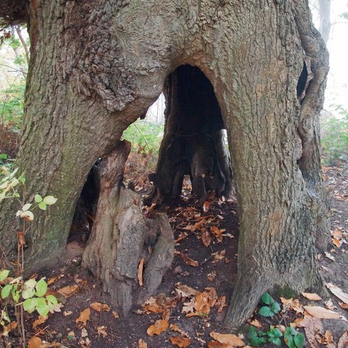 Photo 6x4 the hollow - the,