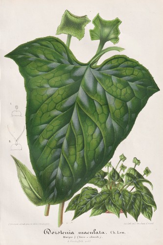 Dorstenia - dorstenia,