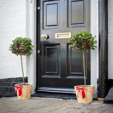 Festive Holly Green Alaska