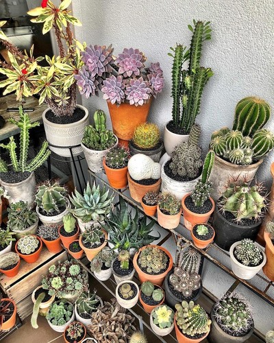 Succulent seeds x15 and - ,