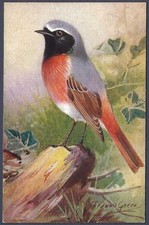 Redstart by Roland Green - R.S. Art Press bird postcard