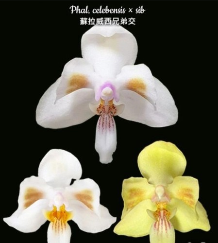 Phalaenopsis celebensis sib - phalaenopsis,