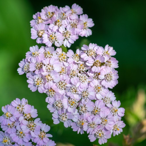 Achillea lilac beauty summer - lilac,
