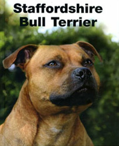 Staffordshire bull terrier - staffordshire,