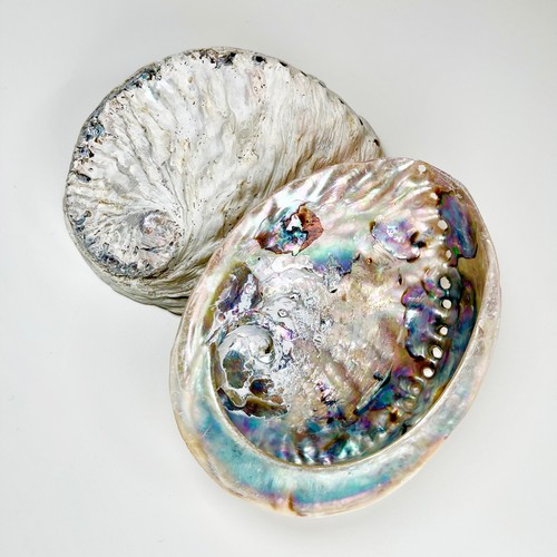 Unpolished abalone shells - unpolished,