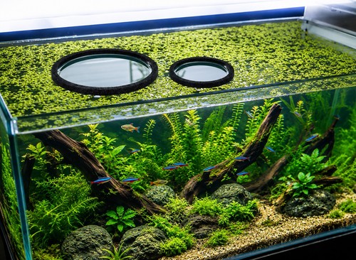 5pcs aquarium floating - aquarium,